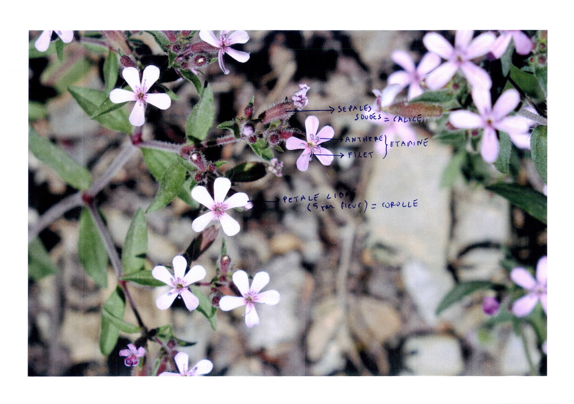 Annexe silene ? .jpg