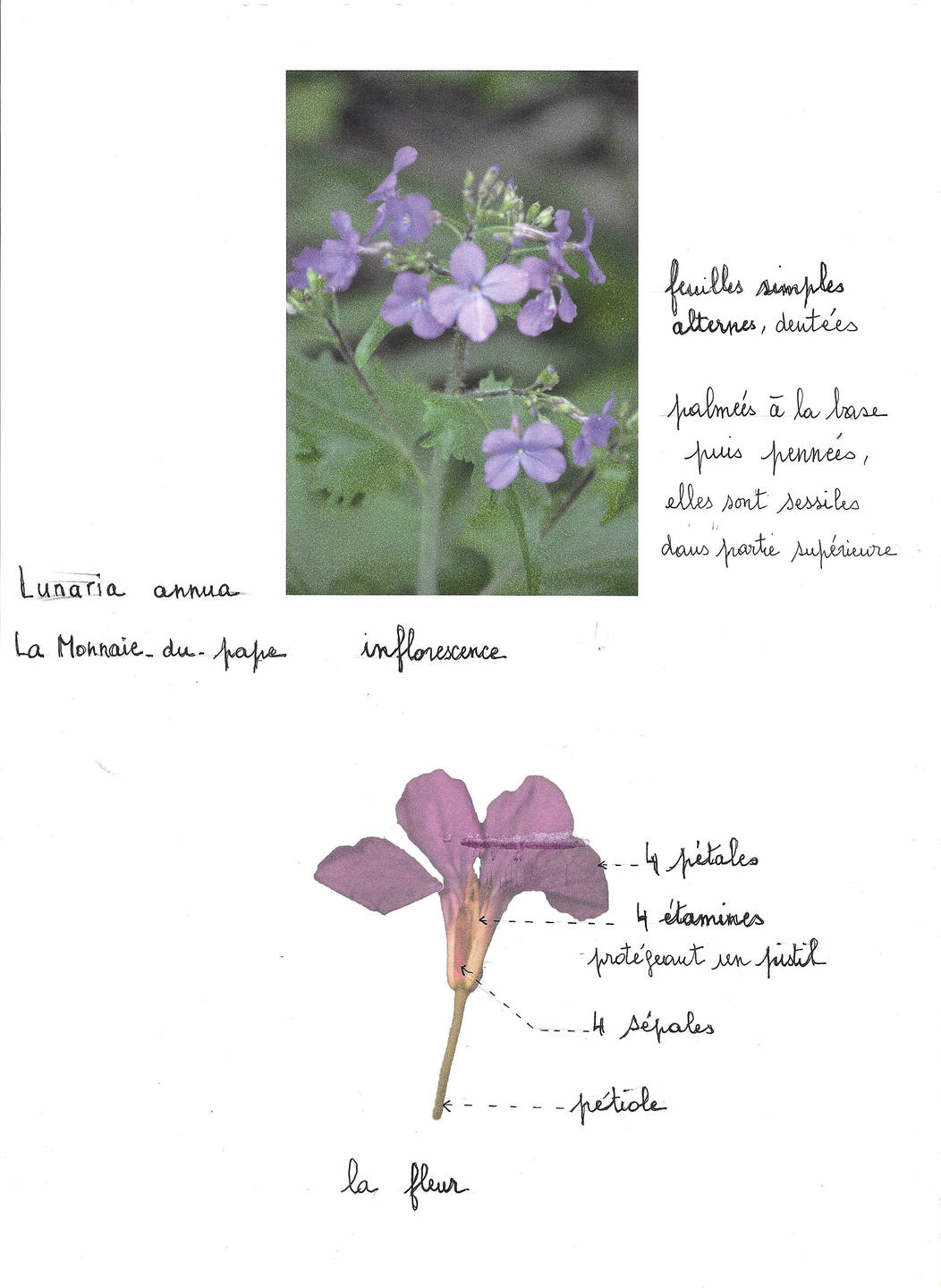 Annexe lunaire_fleur.jpg