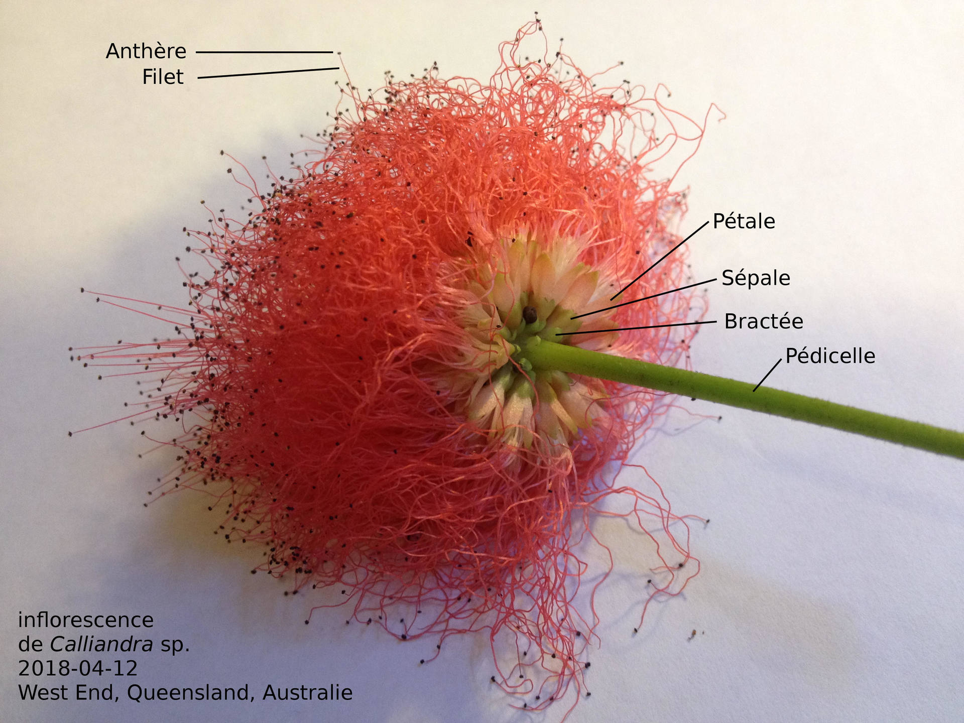 Annexe calliandra-annotée.JPG