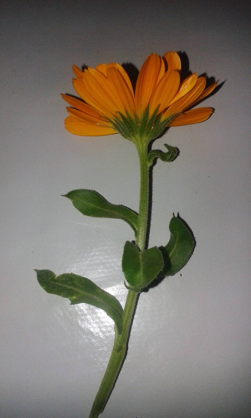 Annexe 20180412_103834.jpg