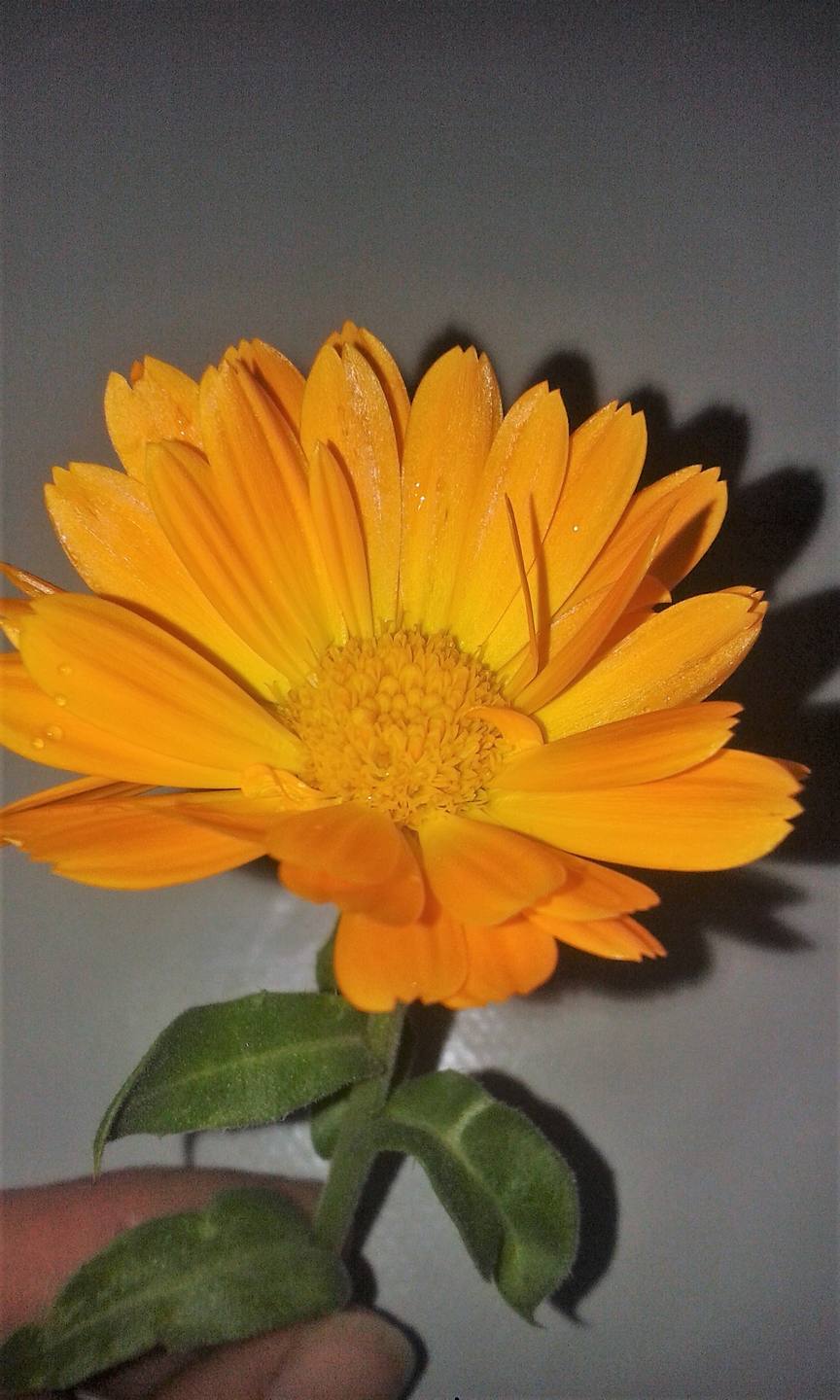 Annexe 20180412_103901.jpg