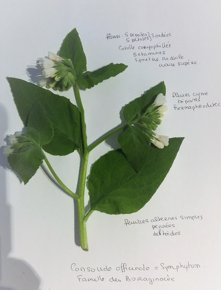 Annexe Consoude 2.jpg