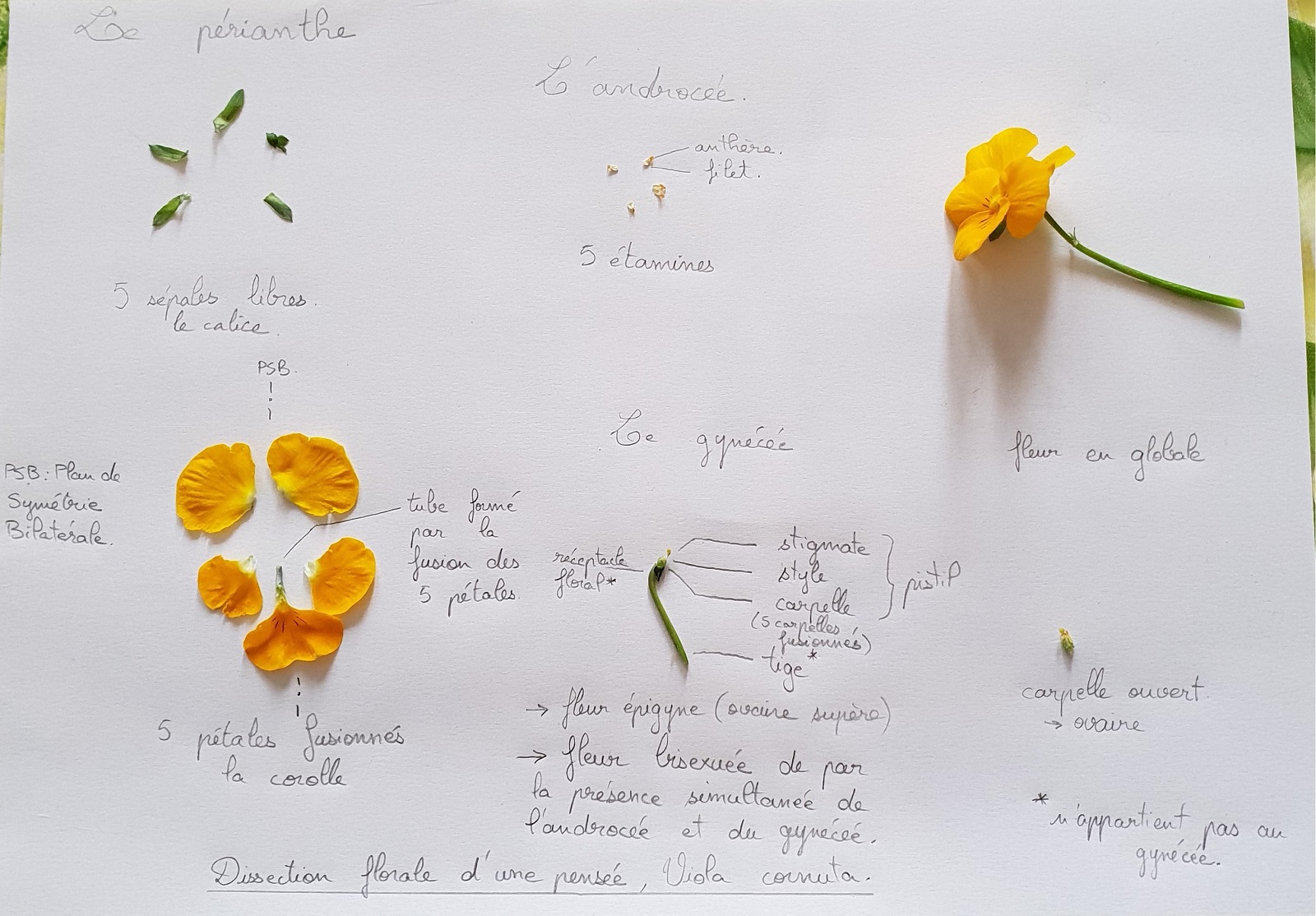 Annexe dissection-florale.bis.jpg