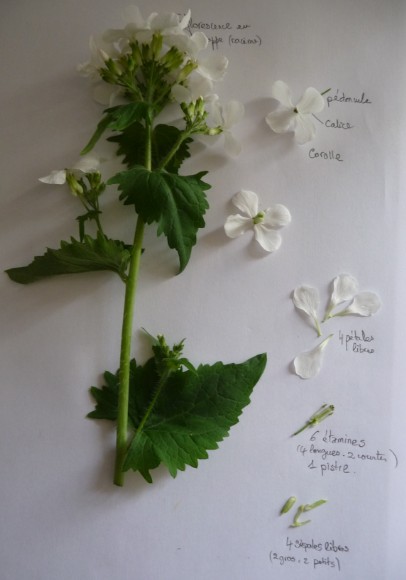 Annexe Lunaria annua.jpg