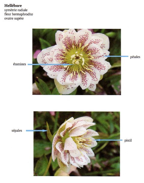 Annexe Hellebore.jpg