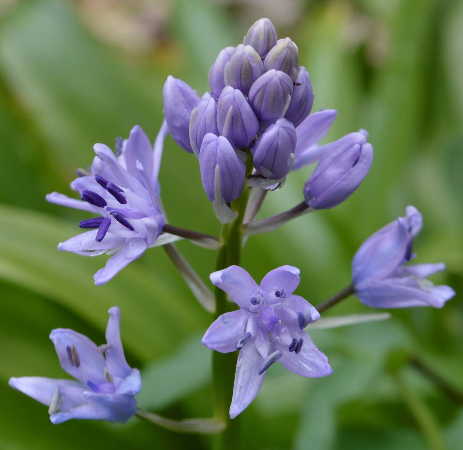 Annexe scille lis jacinthe inflorescence.JPG