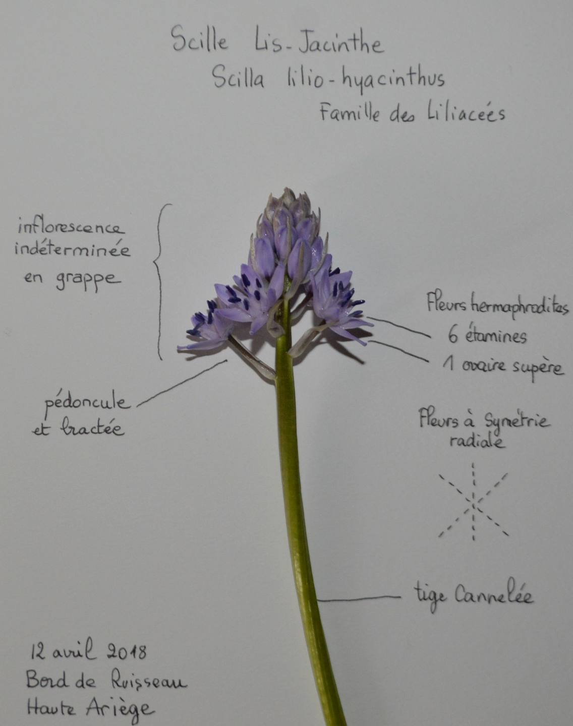 Annexe scille lis jacinthe organes reproducteurs.JPG