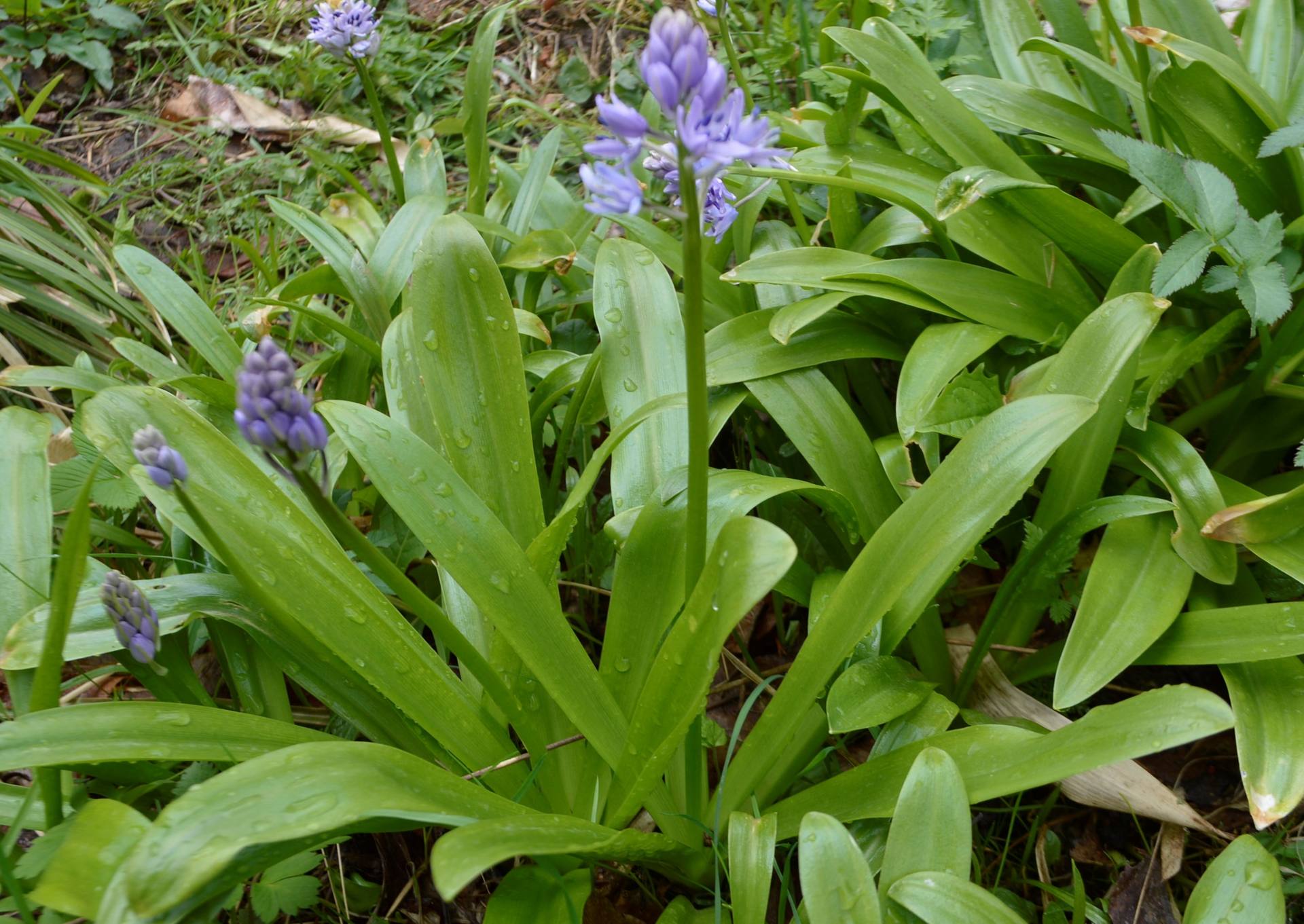 Annexe scille lis jacinthe plante entière.JPG