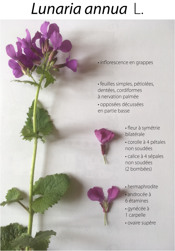 Annexe Lunaria annua.jpg