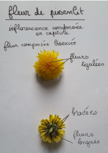 Annexe Sketch124154646-1.png