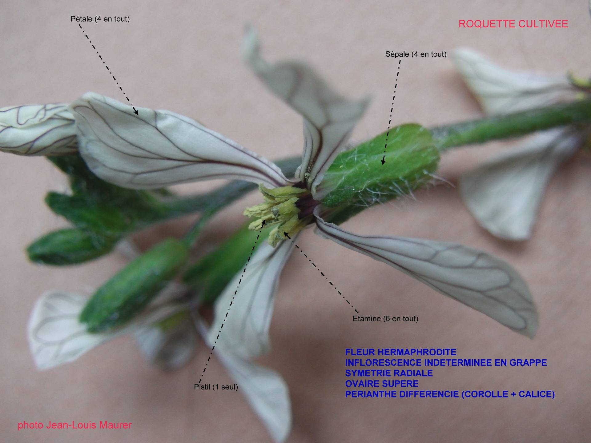 Annexe Fleur de roquette compressé.jpg