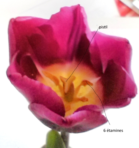 Annexe IMG_20180412_162924.jpg