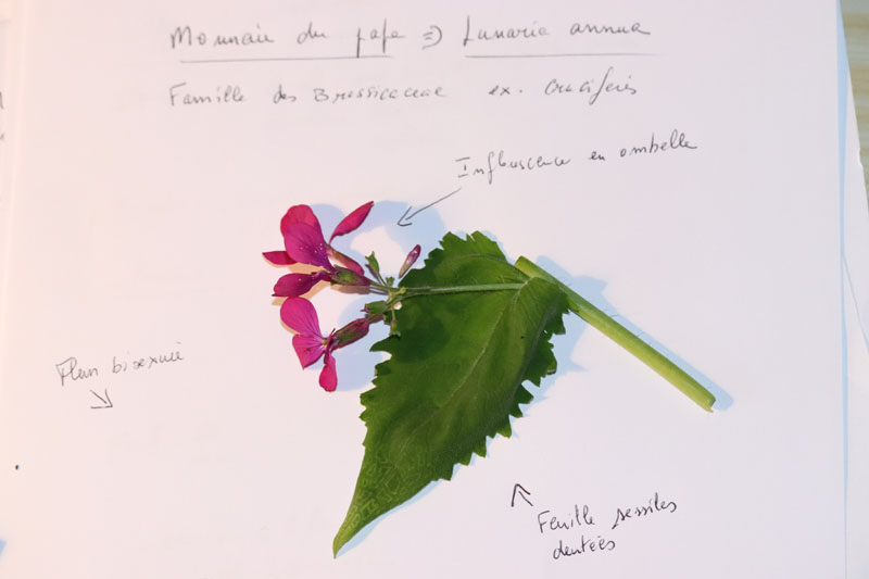 Annexe Lunaire 1.jpg