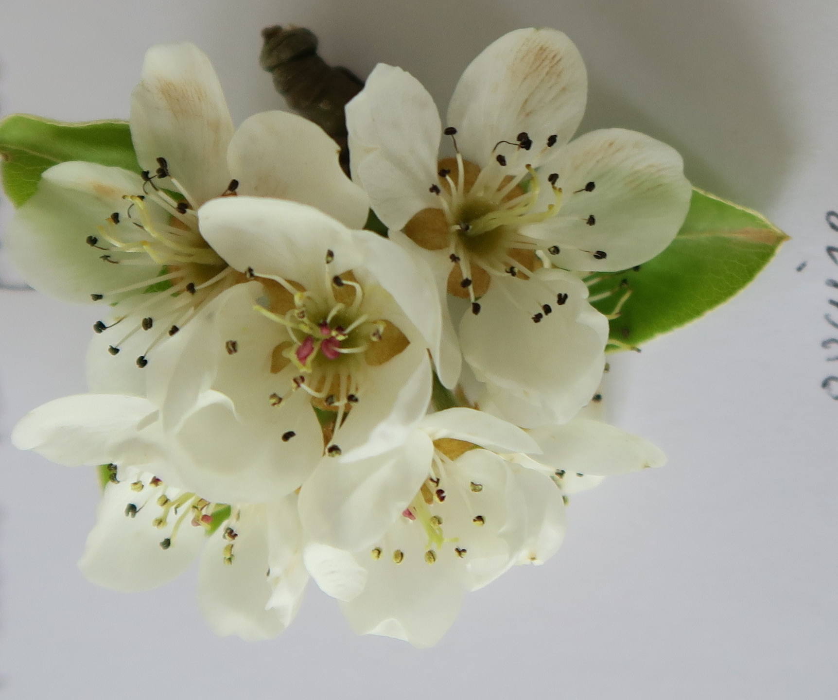 Annexe Fleurpoirier2.JPG