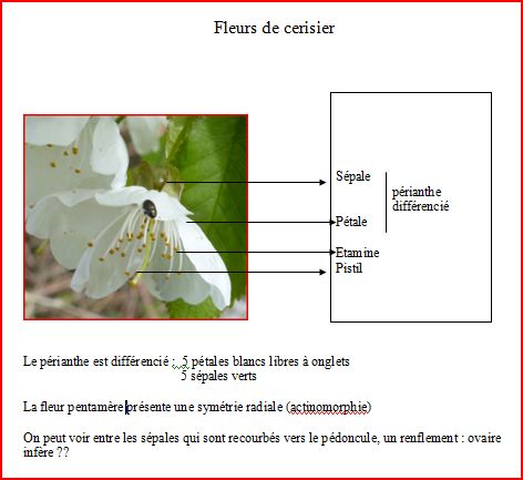 Annexe fleurscerisier2.JPG