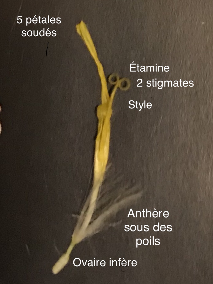 Annexe 785067B7-C33B-4C6F-86F0-4BBC73B607A6.jpeg