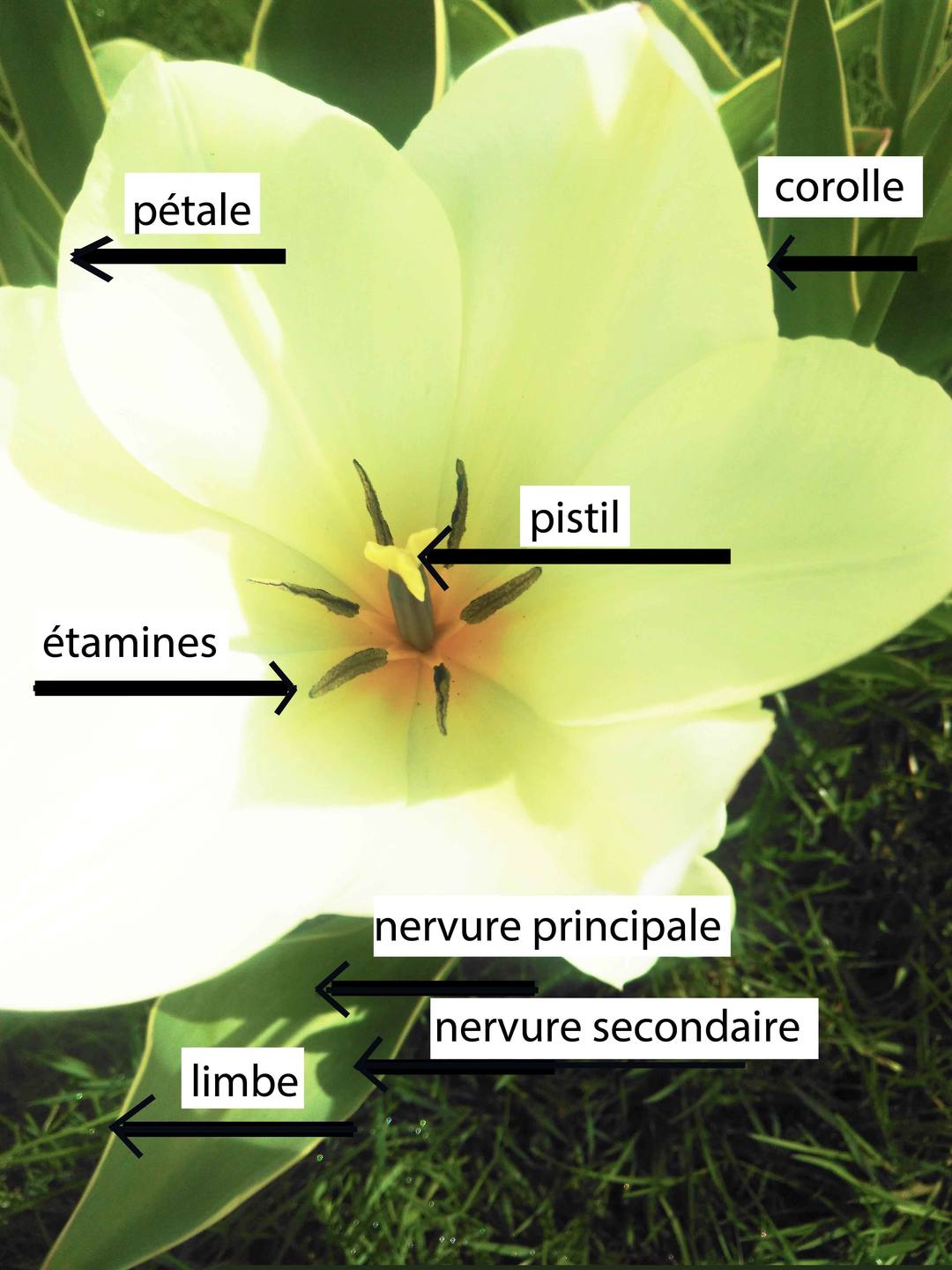 Annexe tulipe blanche2.jpg