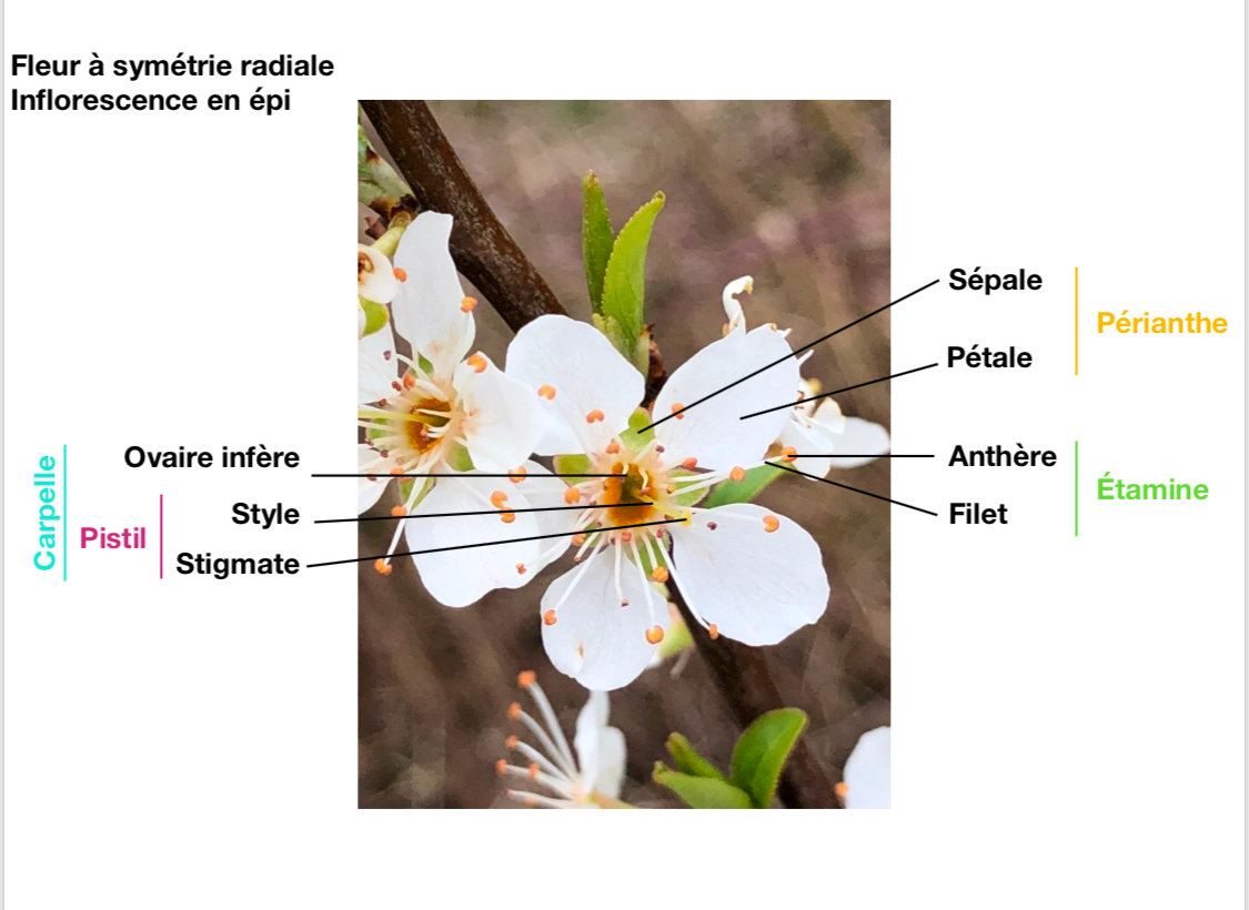 Annexe 7D618571-38C9-4860-92AE-5AA383A5551D.jpeg