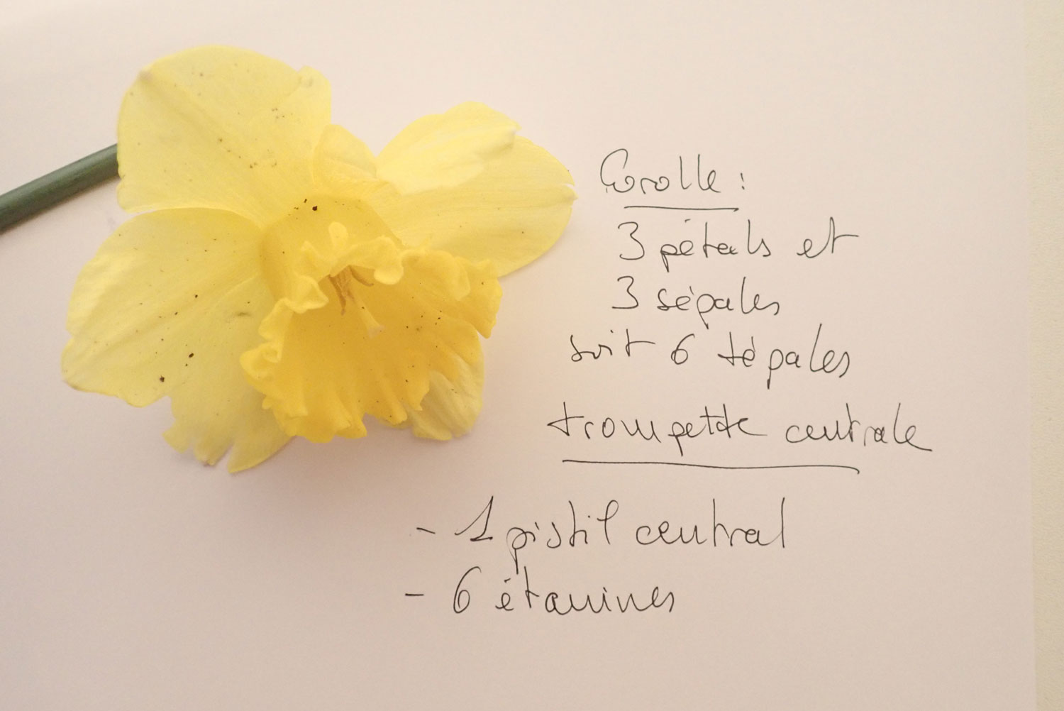 Annexe jonquille.jpg