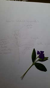 Annexe Pervenches.jpg