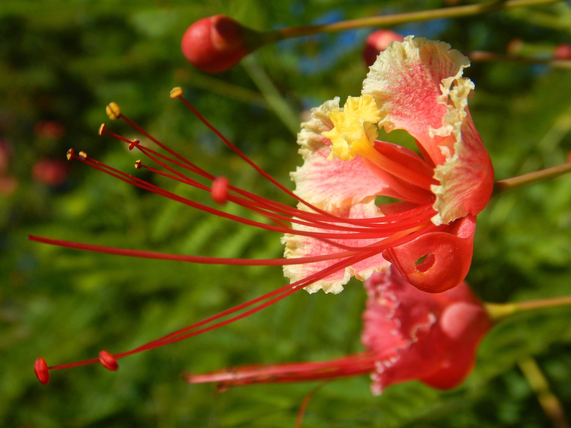 Annexe DSCN7589bis.jpg