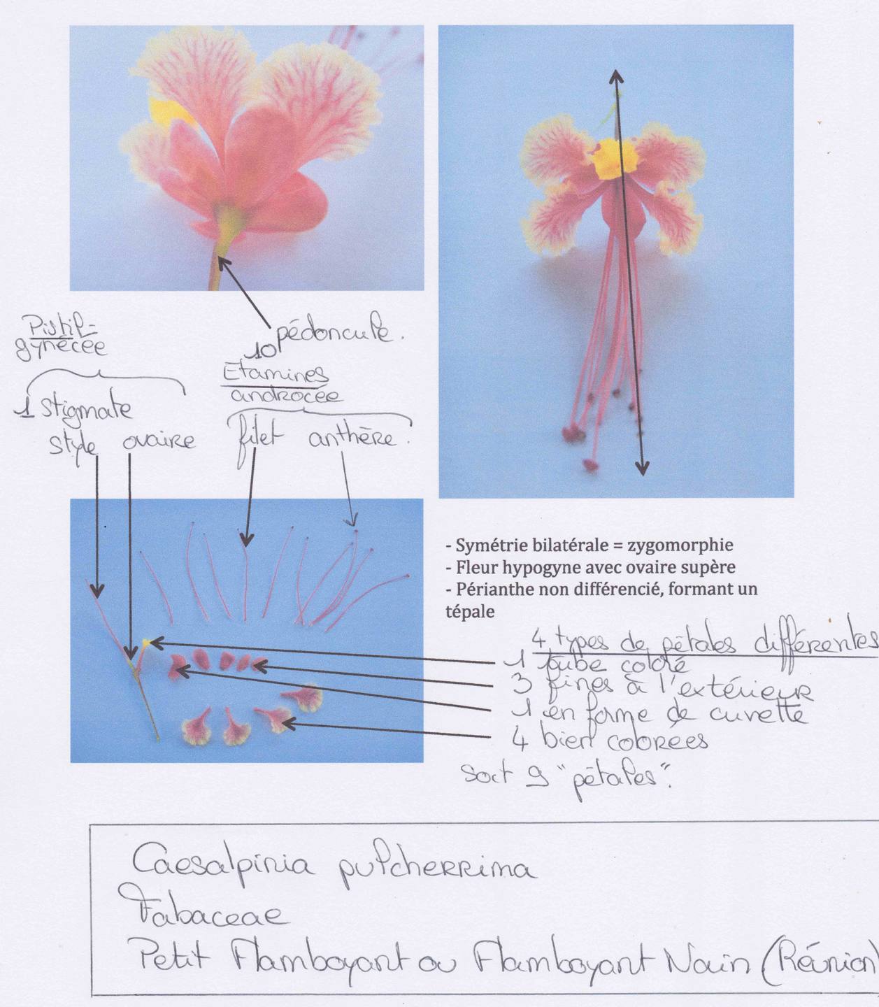 Annexe Flamboyant nain.jpg