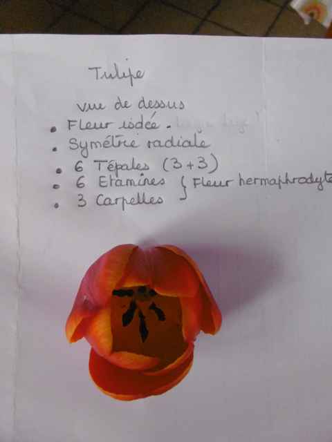 Annexe tulipe.jpg