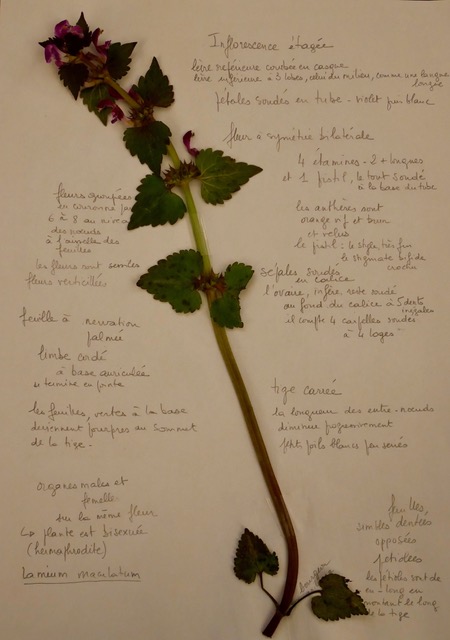 Annexe P1130311.jpeg