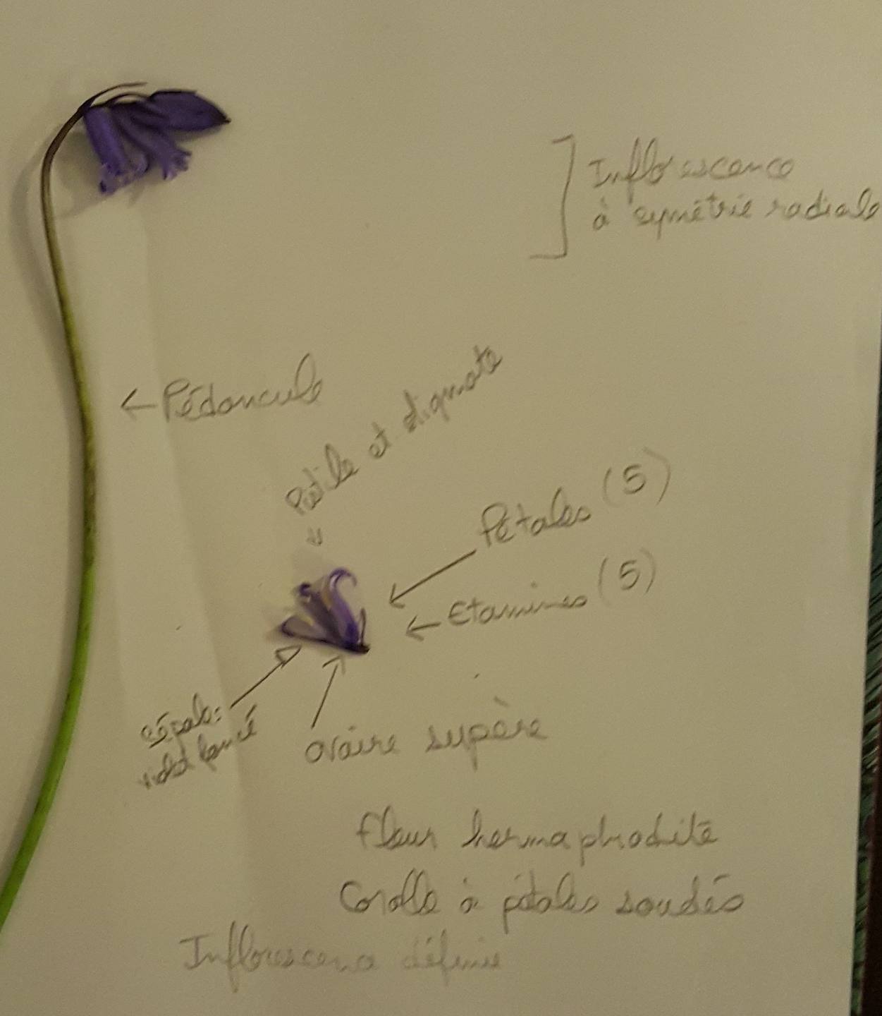 Annexe Jacinthe des bois.jpg