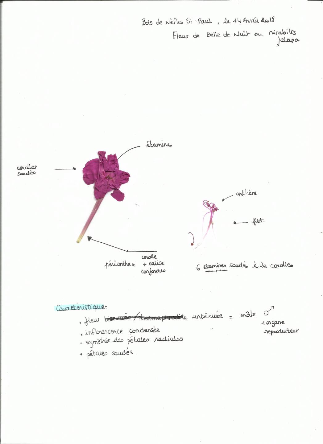 Annexe MOOC BOTA fleur 001.jpg