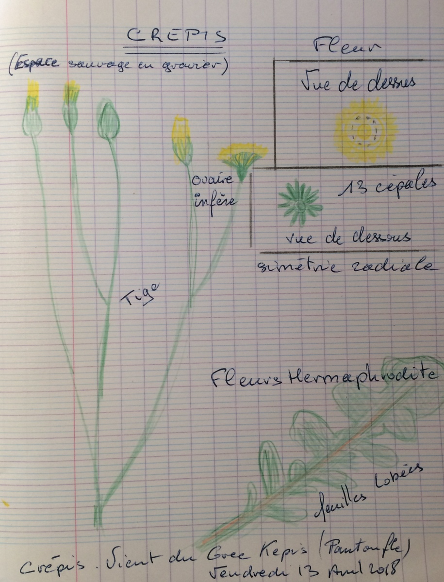 Annexe Crépis-001.jpg