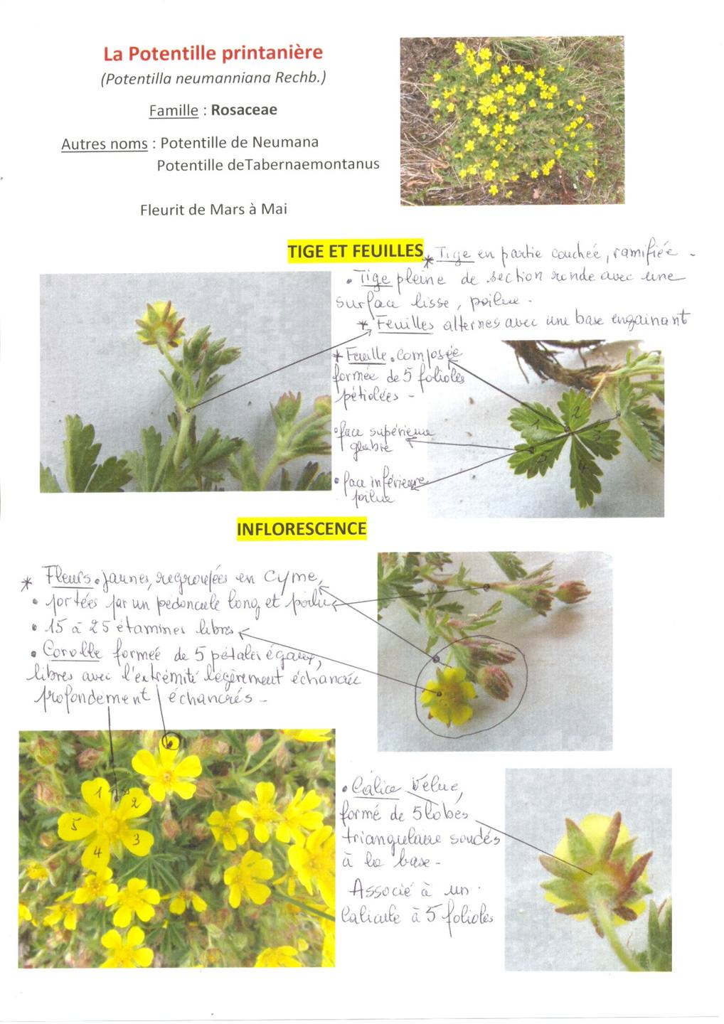 Annexe La potentille printanière.jpg