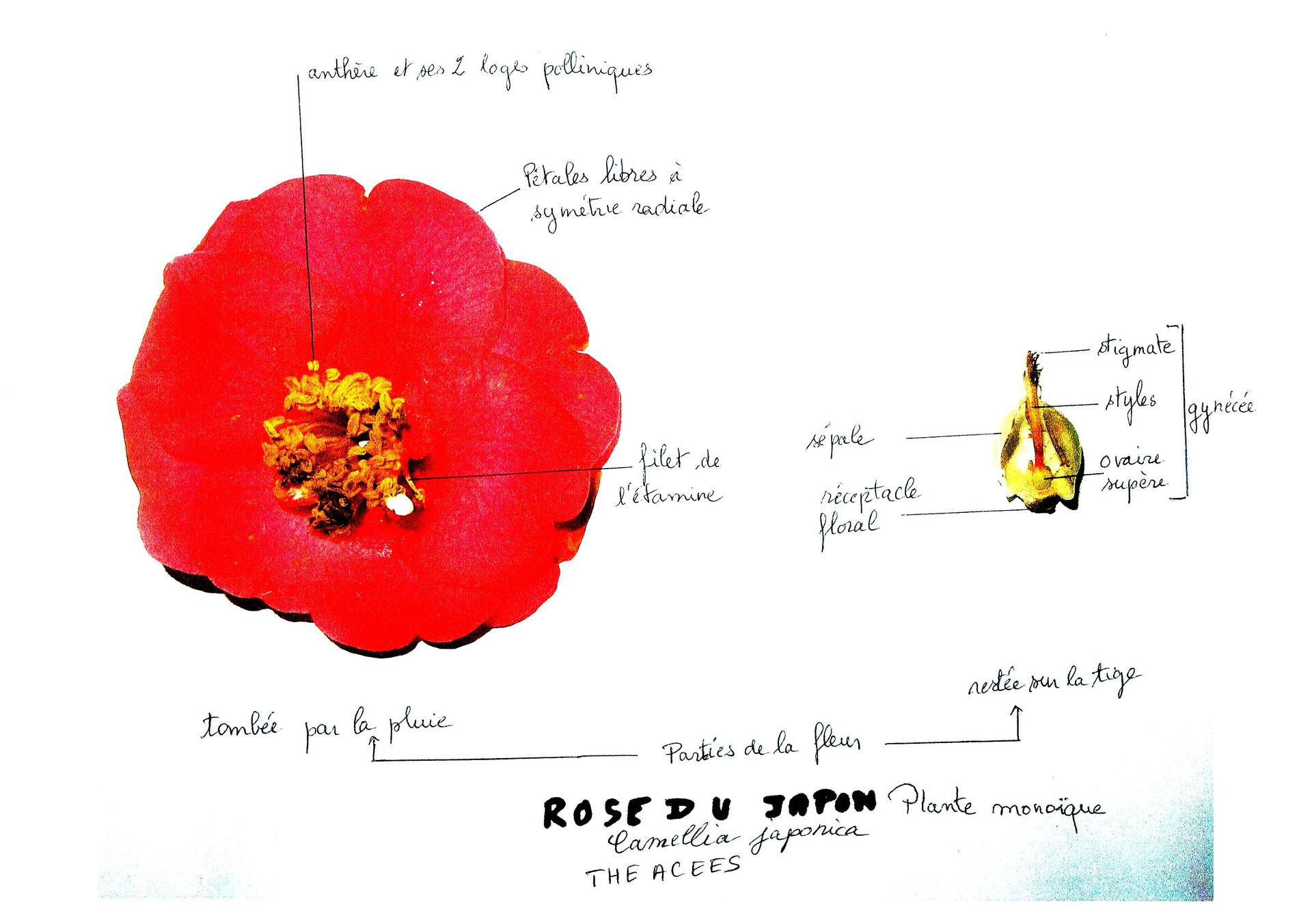 Annexe camellia5.jpg