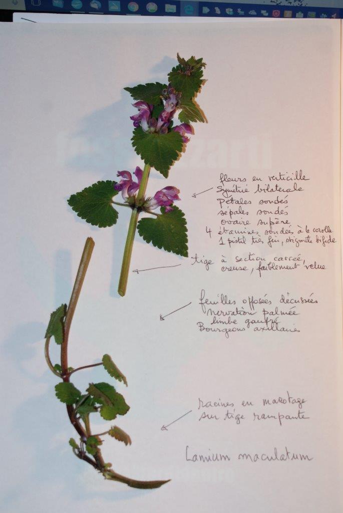 Annexe Lamium maculatum  38690 Châbons.jpg