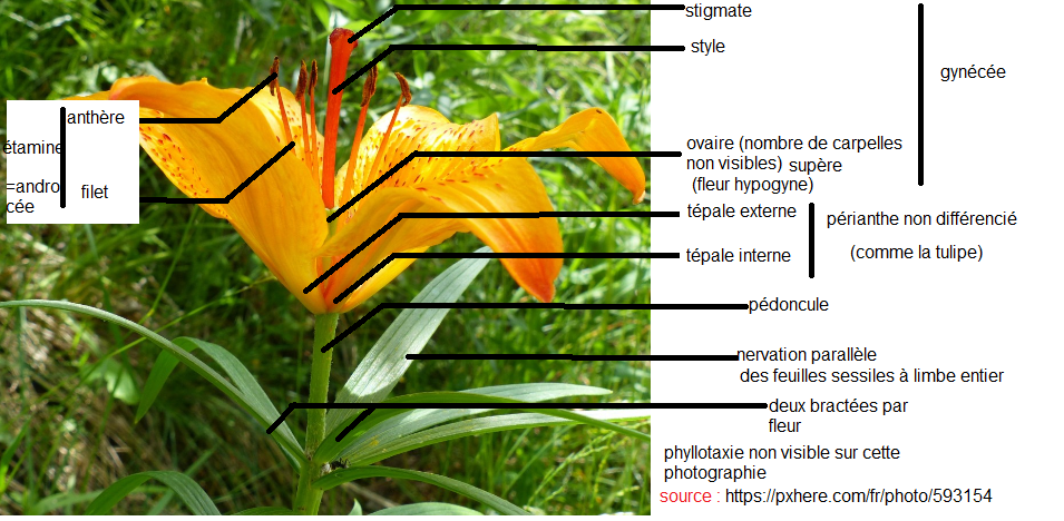 Annexe fleur lis bis.png