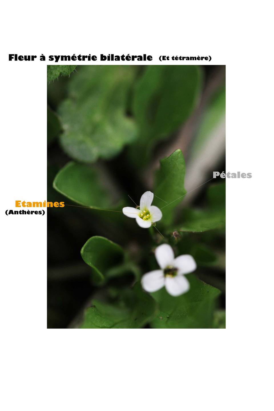 Annexe Descript B.jpg