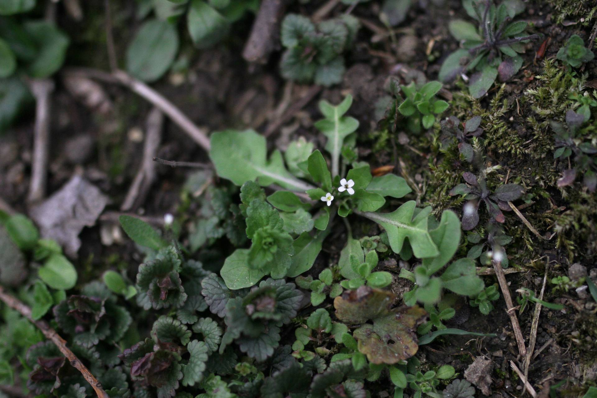 Annexe La deuxième.jpg