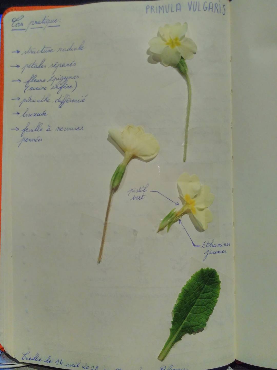 Annexe Primula vulgaris.jpg