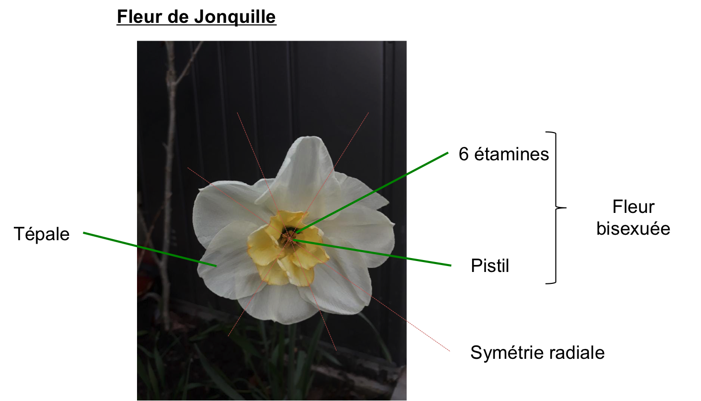 Annexe Jonquille.png