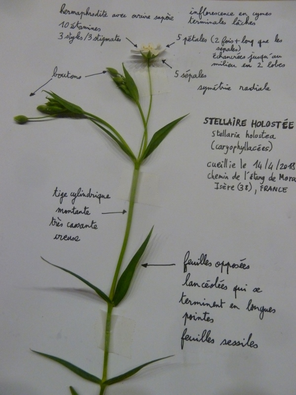 Annexe Stellaire holostée (600x800).jpg