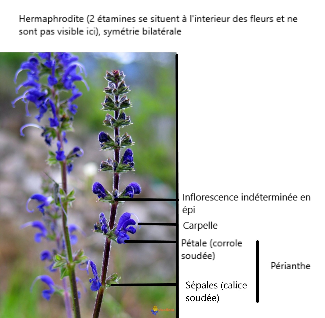 Annexe sauge-des-pres---detail-fleurs-visoflora-74618.jpg