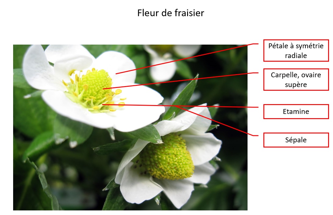 Annexe fleur_fraisier_commentée.jpg