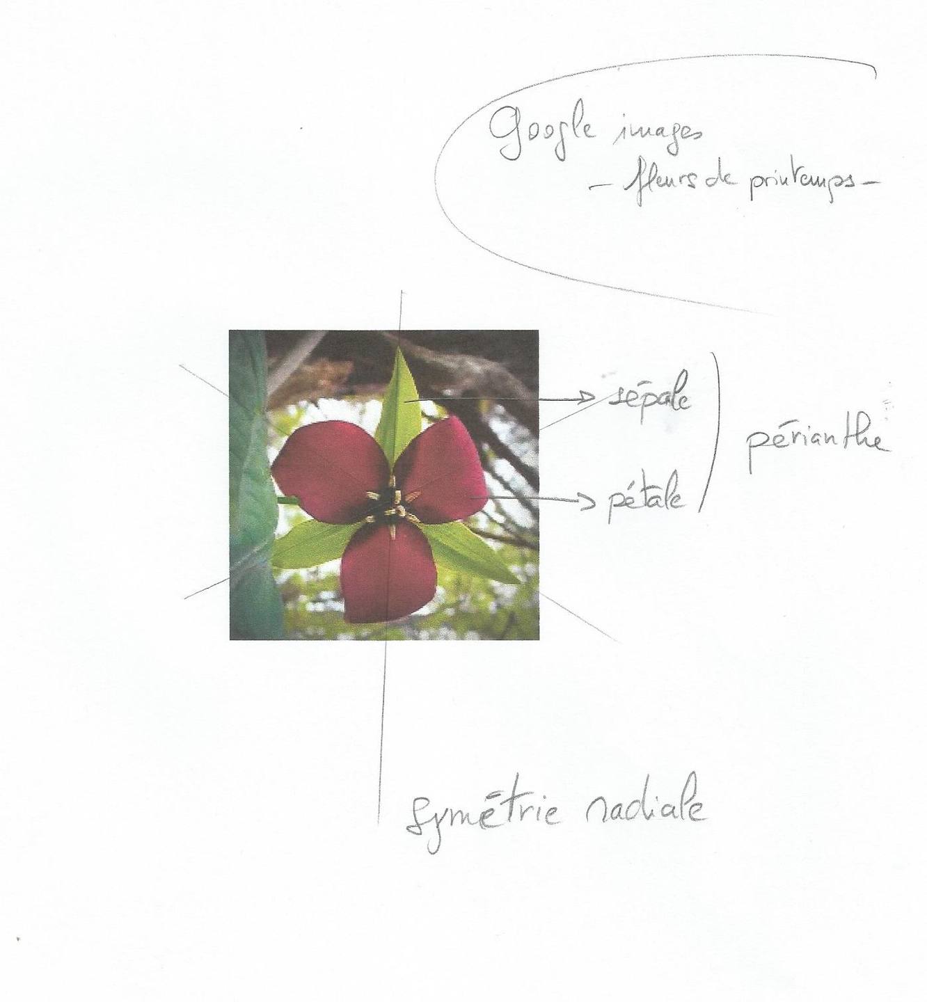 Annexe Scan fleur de printemps.jpg