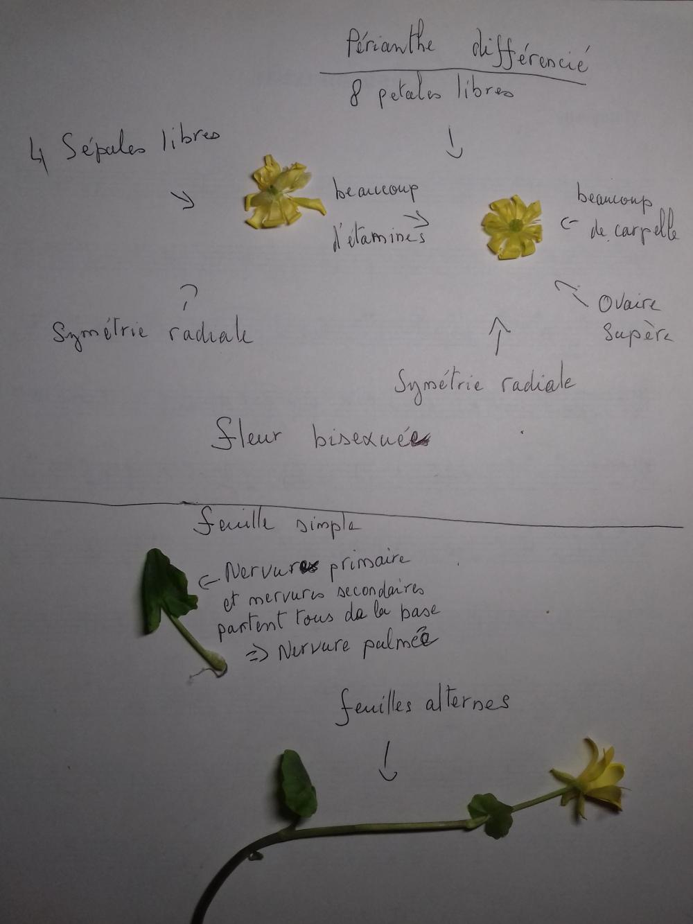 Annexe fleur jaune2.jpg