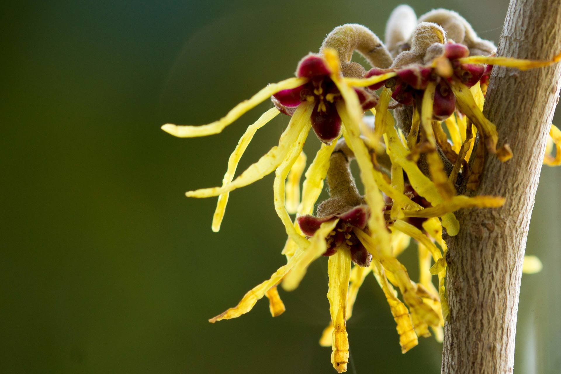 Annexe hamamélis mollis.jpg