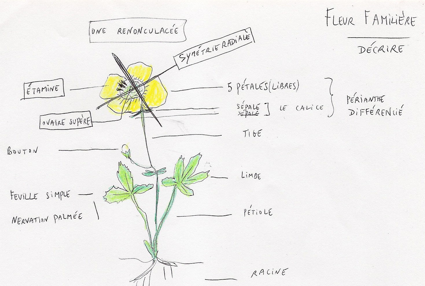 Annexe Renoncule_Sonia-BouryP_decrire2018.jpg