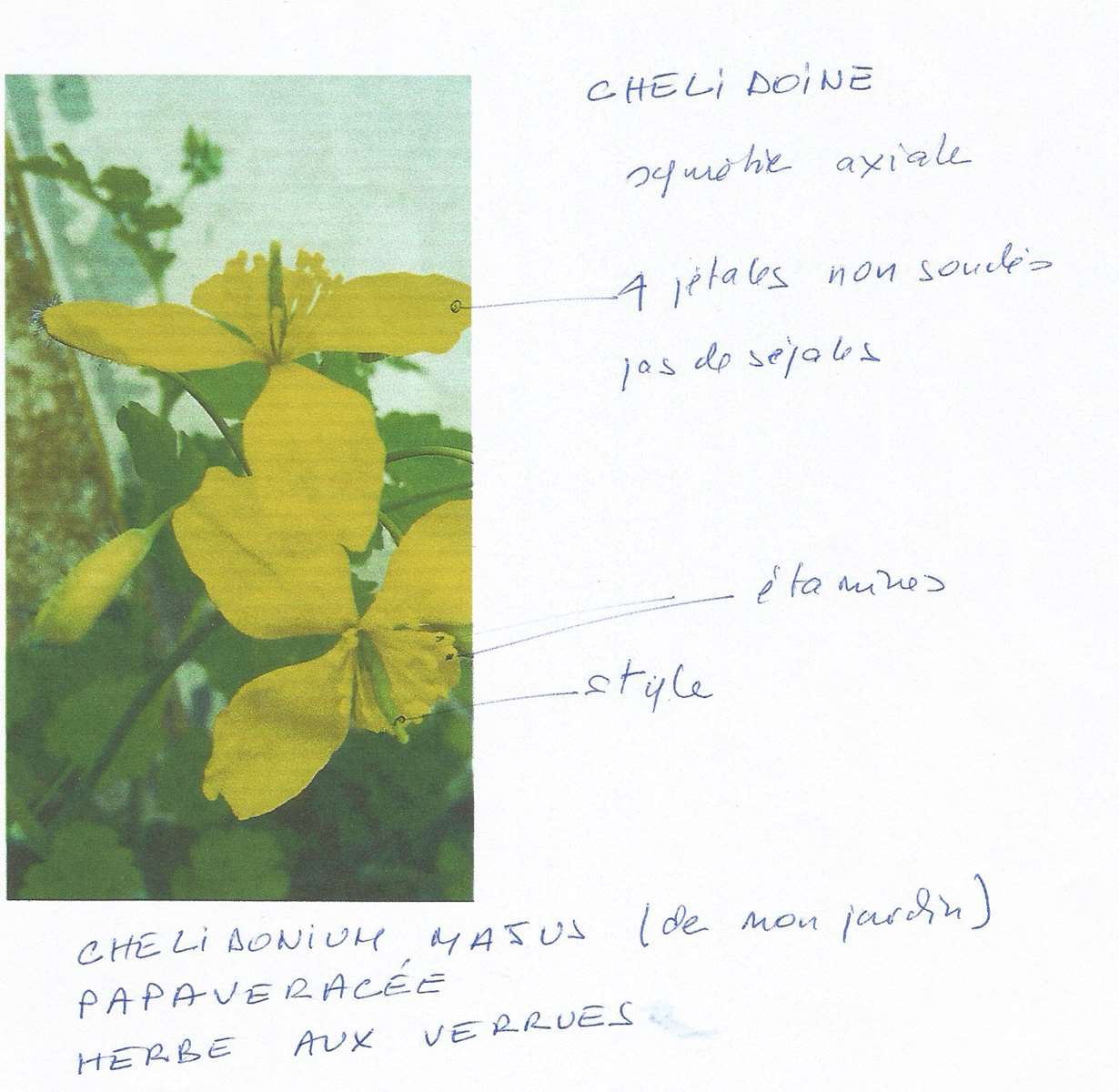 Annexe _copie- redute0_chelidoine.jpg