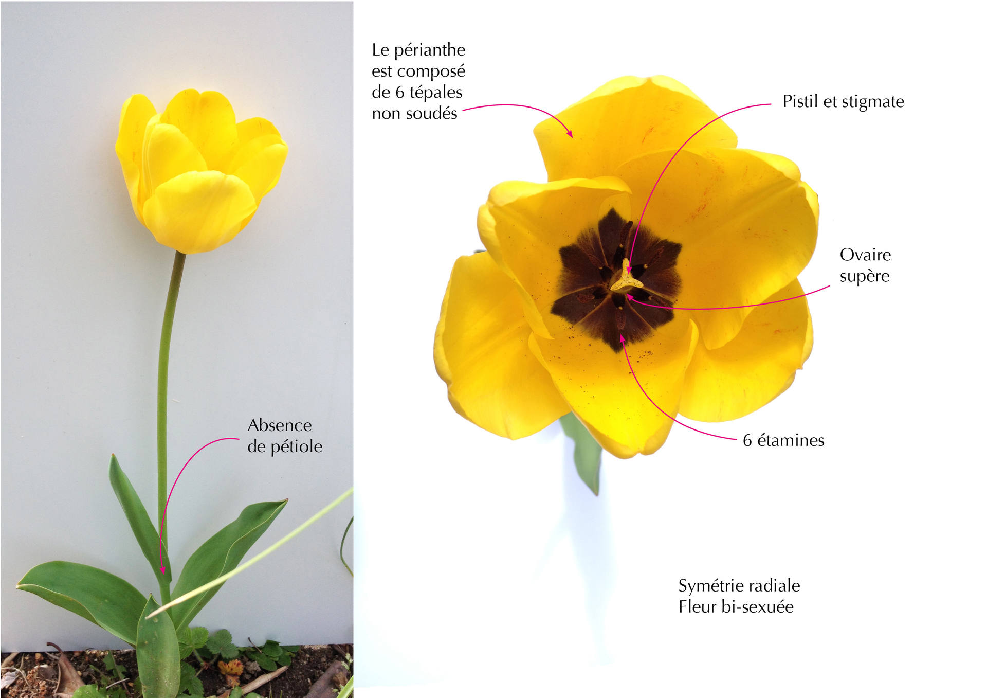 Annexe descriptif Tulipe.jpg