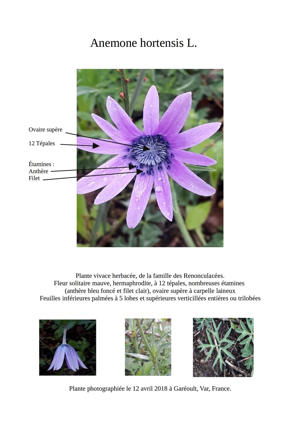 Annexe Anemone hortensis.jpg