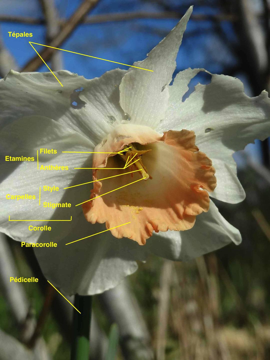 Annexe narcisse2.jpg